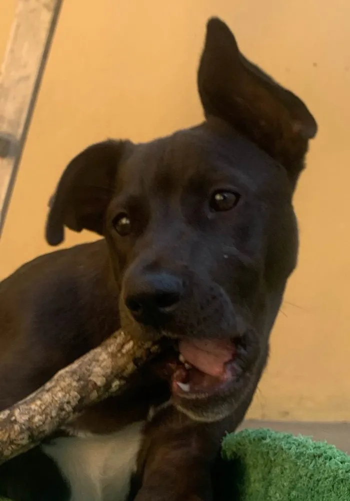 Cachorro ra a SRD-ViraLata idade 2 a 6 meses nome Théo