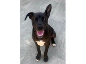 Cachorro raça SRD-ViraLata idade 2 a 6 meses nome Théo