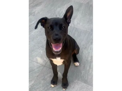 Cachorro raça SRD-ViraLata idade 2 a 6 meses nome Théo