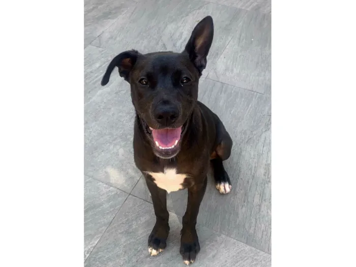 Cachorro ra a SRD-ViraLata idade 2 a 6 meses nome Théo