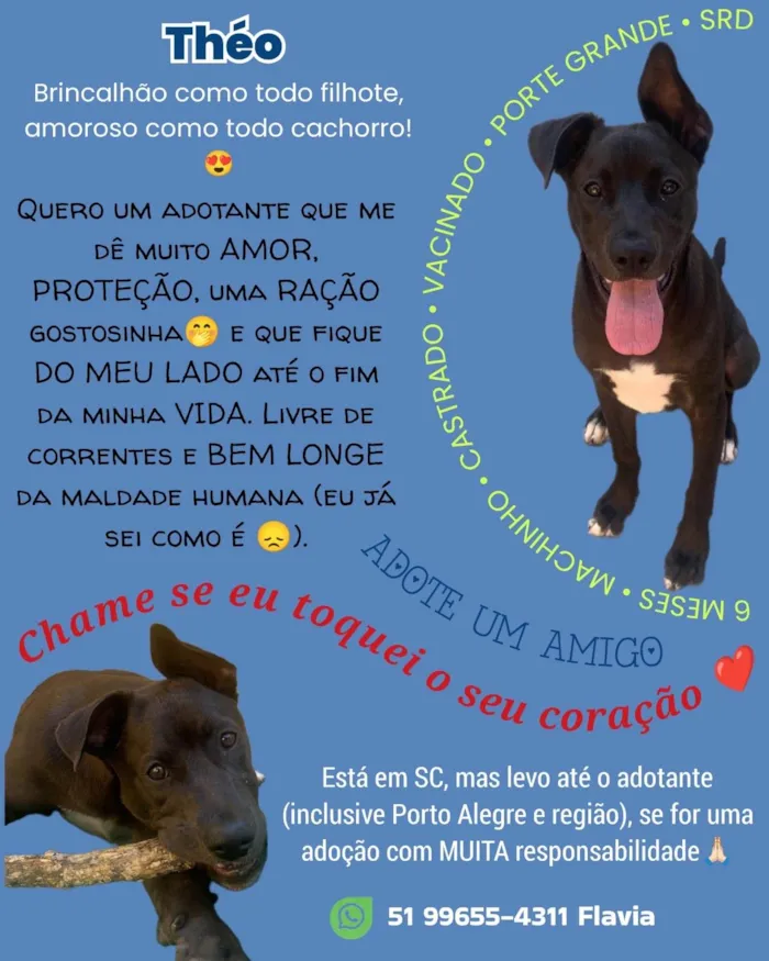Cachorro ra a SRD-ViraLata idade 2 a 6 meses nome Théo