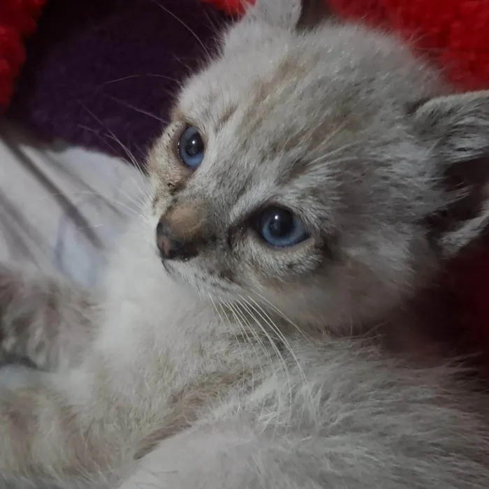 Gato ra a SRD-ViraLata idade Abaixo de 2 meses nome Kitty