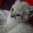 Kitty