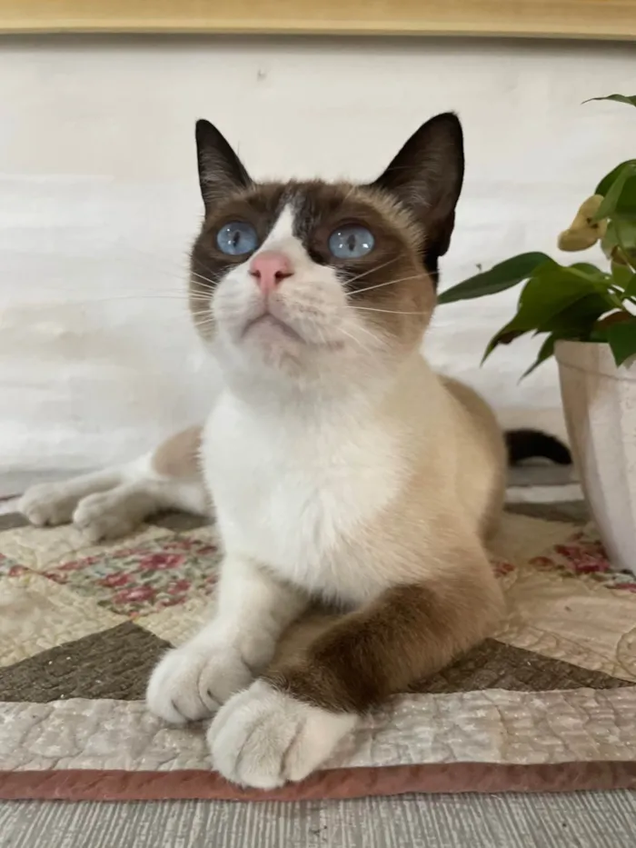 Gato ra a SRD-ViraLata idade 2 anos nome Socorro