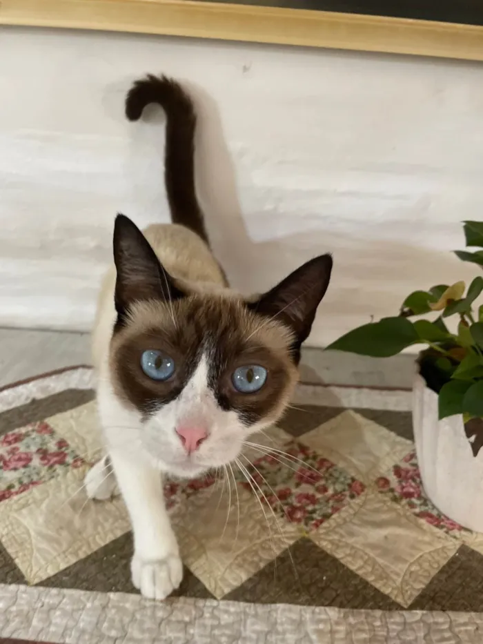 Gato ra a SRD-ViraLata idade 2 anos nome Socorro