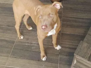 Cachorro raça Pit-Bull idade 7 a 11 meses nome Mufasa