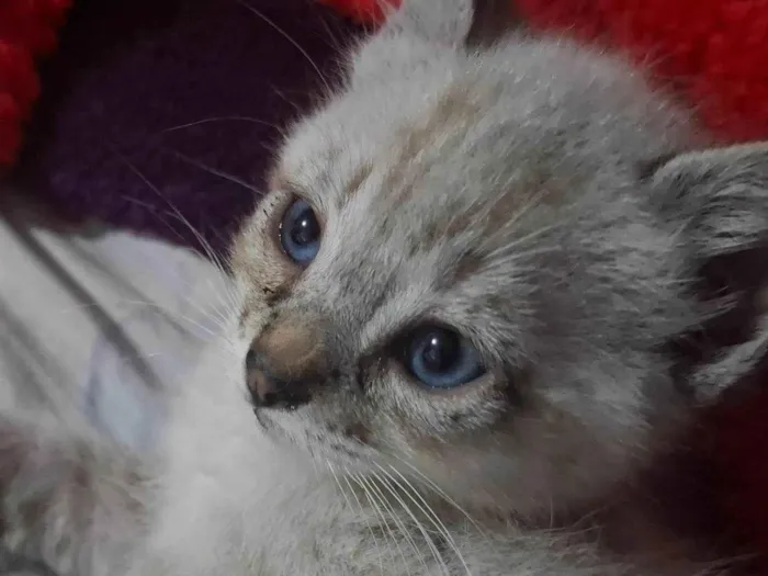 Gato ra a SRD-ViraLata idade Abaixo de 2 meses nome Kitty
