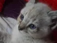 Kitty