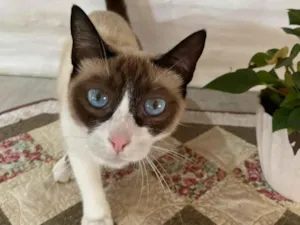 Gato raça SRD-ViraLata idade 2 anos nome Socorro