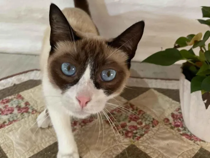 Gato ra a SRD-ViraLata idade 2 anos nome Socorro
