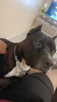 BRUTOS