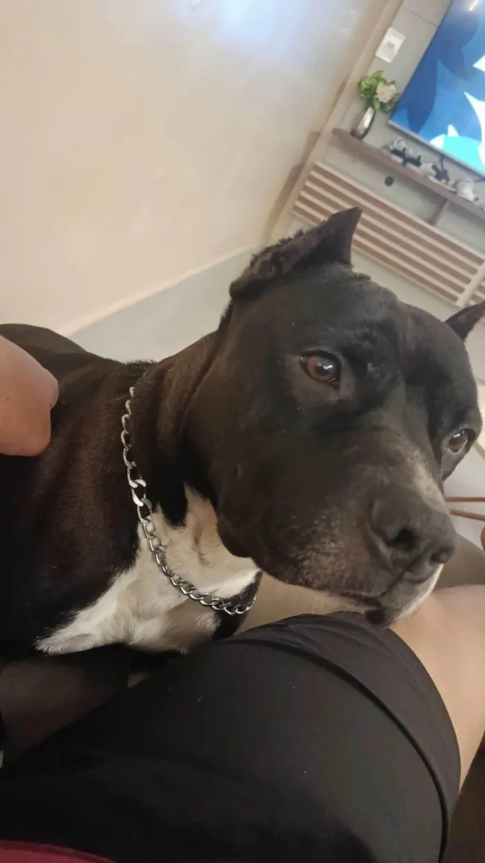 Cachorro ra a American Bully idade 2 anos nome BRUTOS