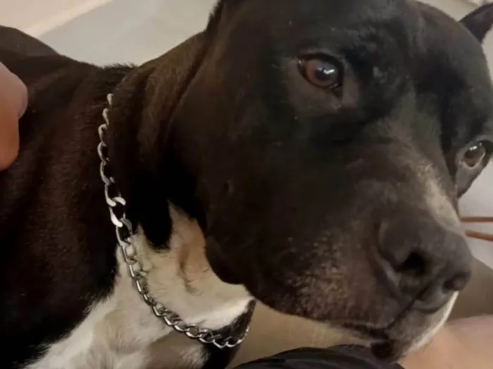 Cachorro ra a American Bully idade 2 anos nome BRUTOS
