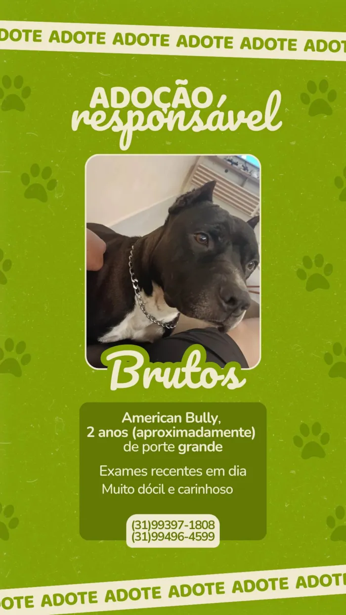 Cachorro ra a American Bully idade 2 anos nome BRUTOS