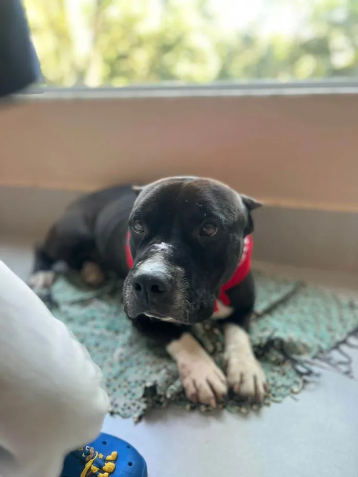 Cachorro ra a American Bully idade 2 anos nome BRUTOS