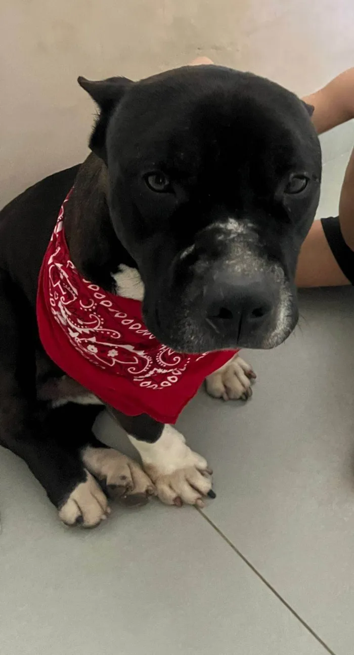 Cachorro ra a American Bully idade 2 anos nome BRUTOS
