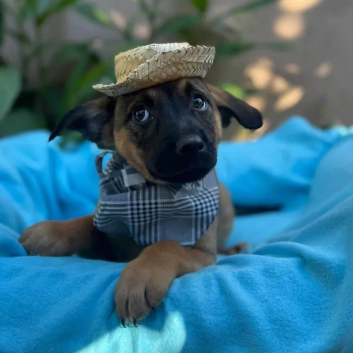 Cachorro ra a SRD-ViraLata idade 2 a 6 meses nome Itan 