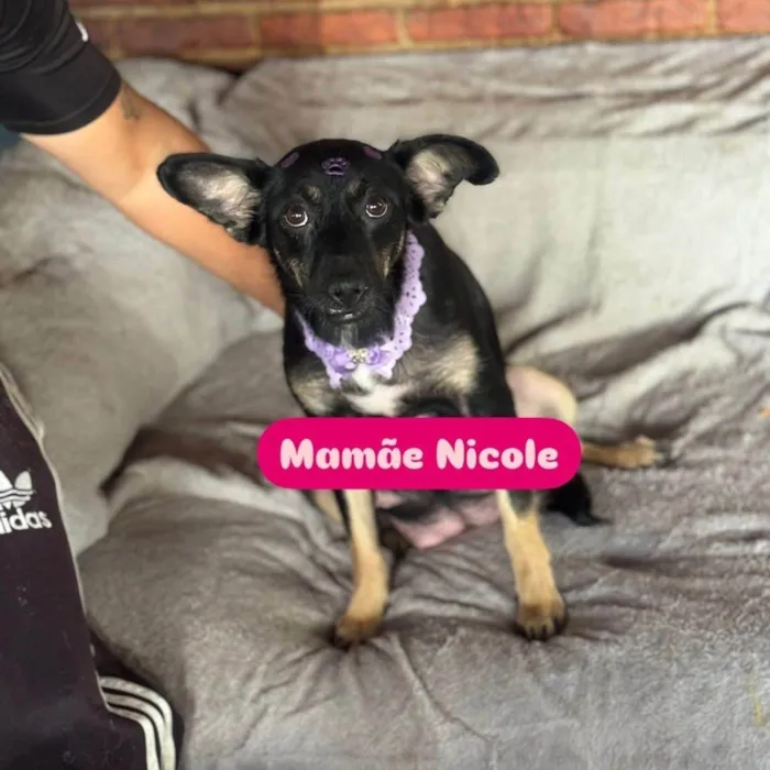 Cachorro ra a SRD-ViraLata idade 2 a 6 meses nome Itan 