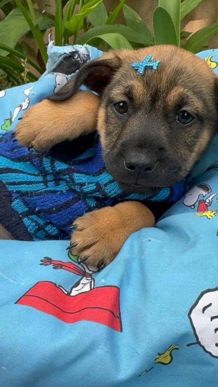 Cachorro ra a SRD-ViraLata idade 2 a 6 meses nome Itan 