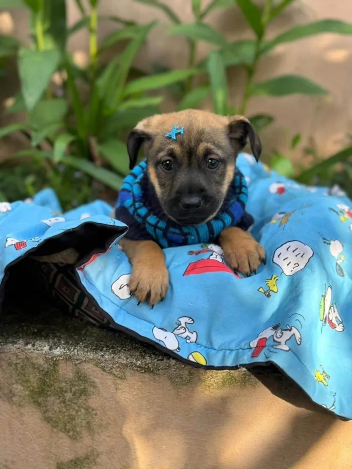 Cachorro ra a SRD-ViraLata idade 2 a 6 meses nome Itan 