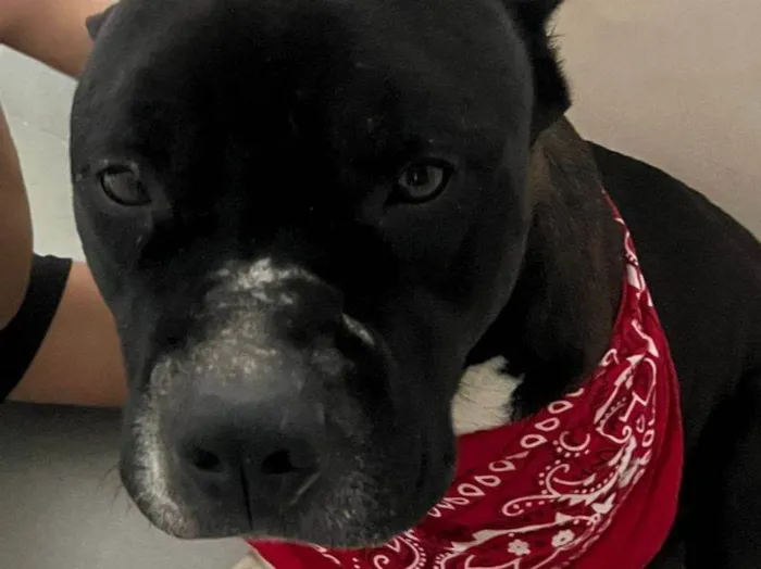 Cachorro ra a American Bully idade 2 anos nome BRUTOS