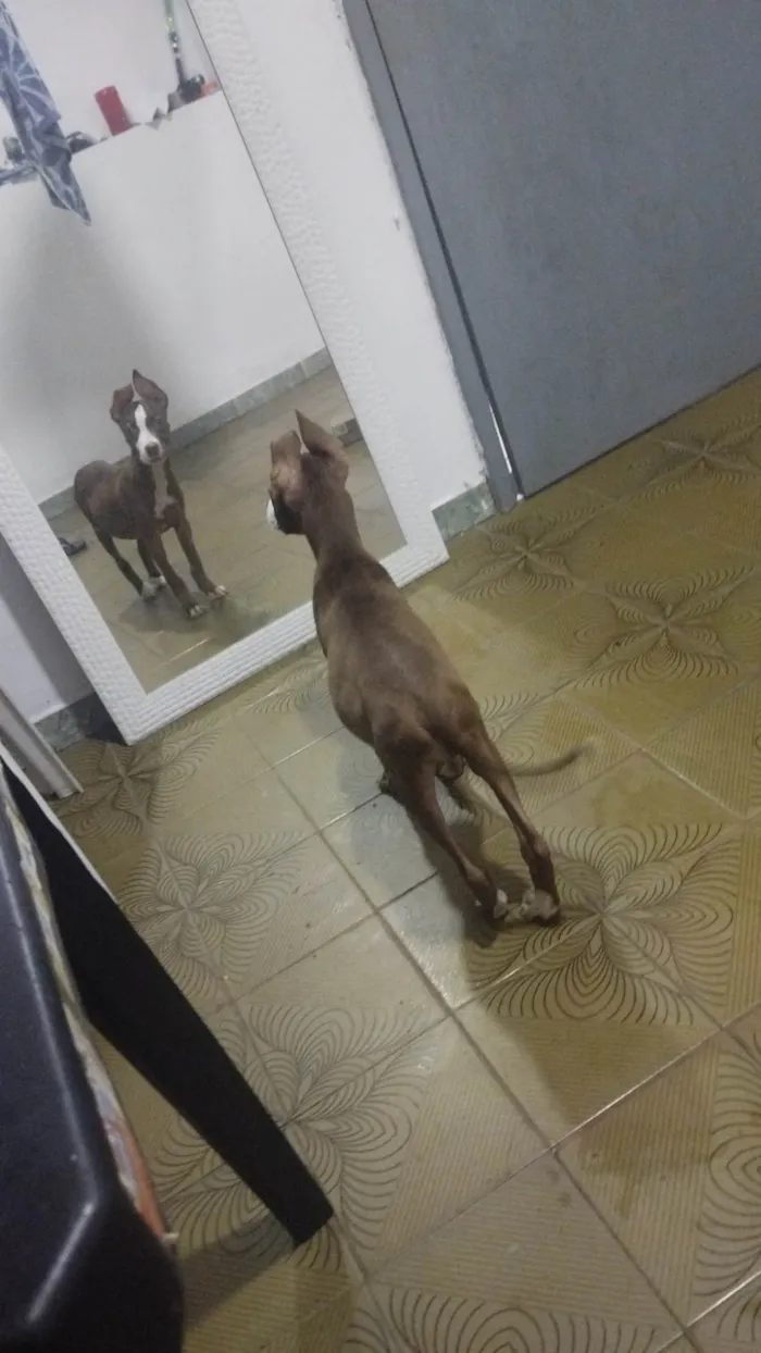 Cachorro ra a Pit-Bull idade 2 a 6 meses nome ANTONIO IVAN 