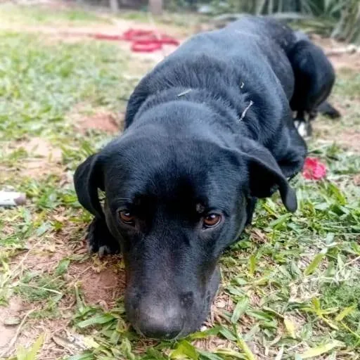 Cachorro ra a SRD-ViraLata idade 1 ano nome Barão
