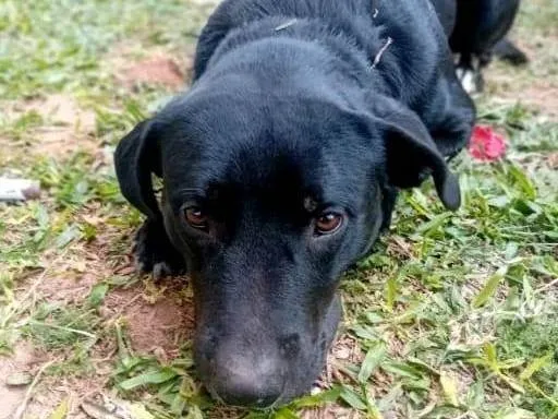 Cachorro ra a SRD-ViraLata idade 1 ano nome Barão