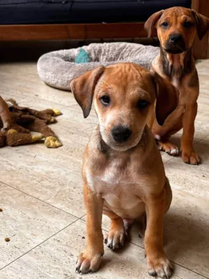 Cachorro raça SRD-ViraLata idade 2 a 6 meses nome Mauricinho 