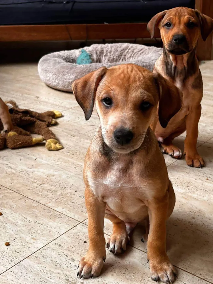 Cachorro ra a SRD-ViraLata idade 2 a 6 meses nome Mauricinho 