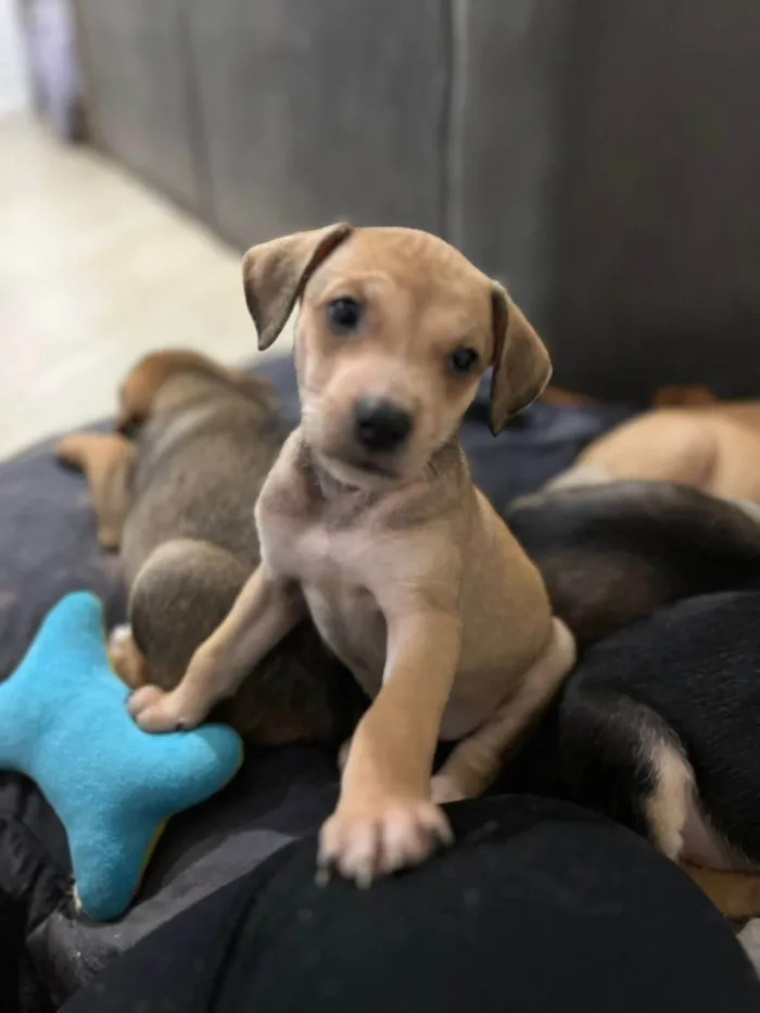 Cachorro ra a SRD-ViraLata idade 2 a 6 meses nome Mauricinho 