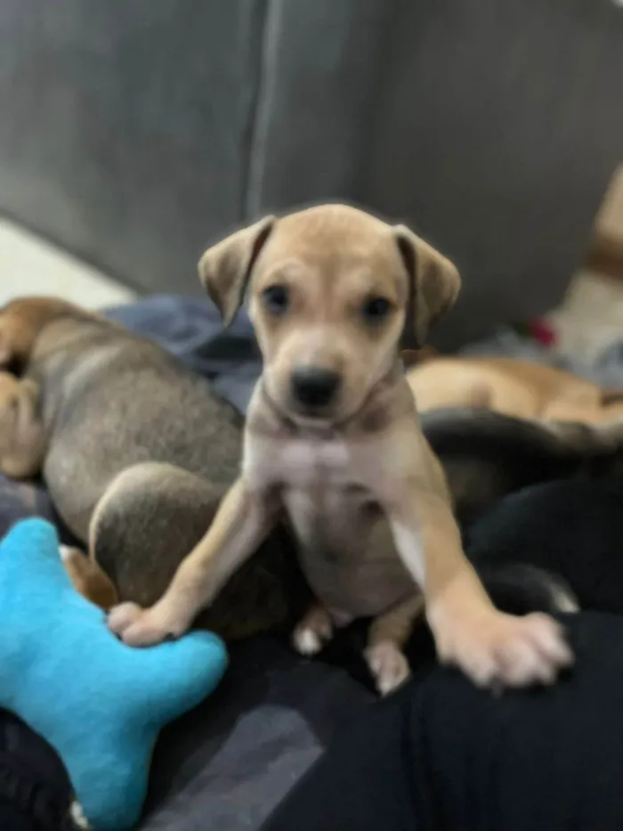 Cachorro ra a SRD-ViraLata idade 2 a 6 meses nome Mauricinho 