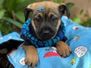 Cachorro raça SRD-ViraLata idade 2 a 6 meses nome Itan 