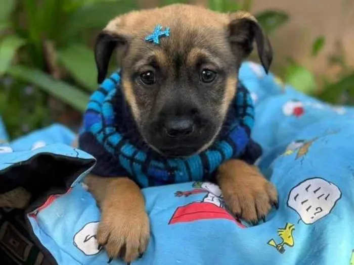 Cachorro ra a SRD-ViraLata idade 2 a 6 meses nome Itan 
