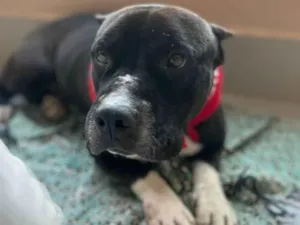 Cachorro raça American Bully idade 2 anos nome BRUTOS