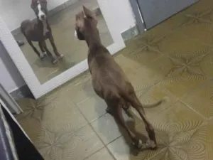 Cachorro raça Pit-Bull idade 2 a 6 meses nome ANTONIO IVAN 