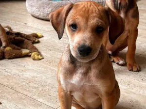 Cachorro raça SRD-ViraLata idade 2 a 6 meses nome Mauricinho 