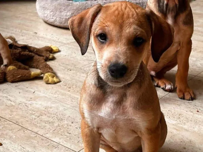Cachorro ra a SRD-ViraLata idade 2 a 6 meses nome Mauricinho 