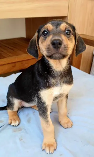 Cachorro raça SRD-ViraLata idade 2 a 6 meses nome Mariah