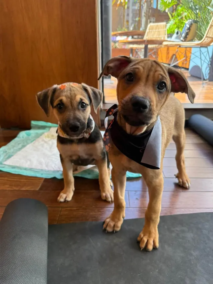 Cachorro ra a SRD-ViraLata idade 2 a 6 meses nome Mariah