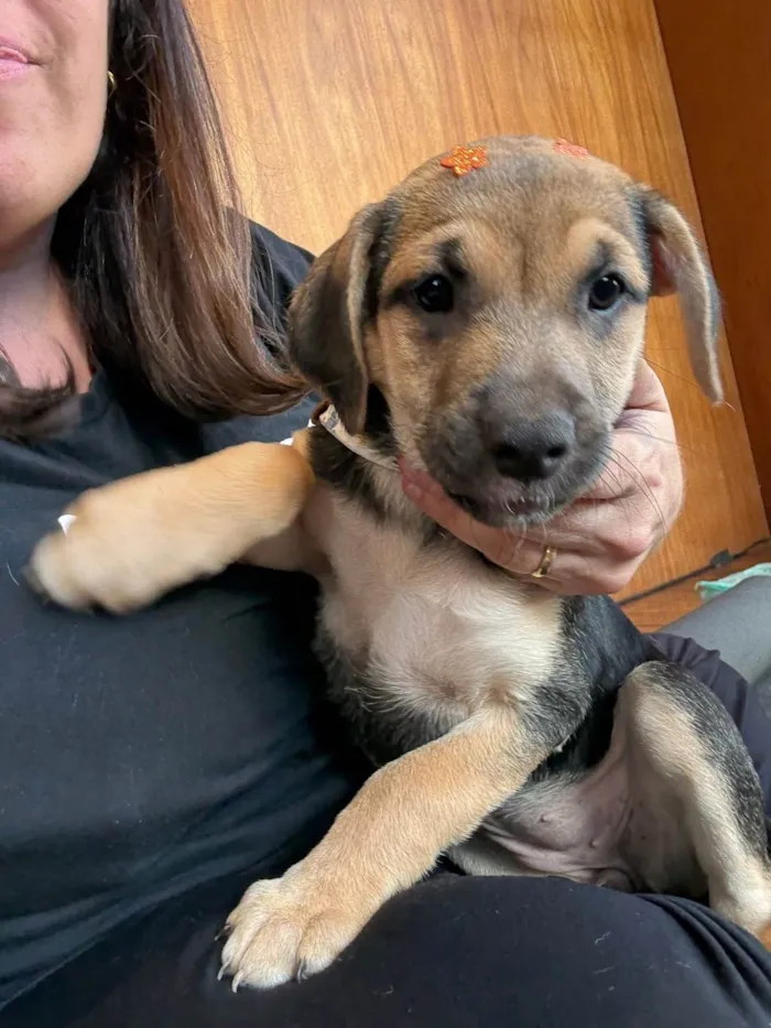 Cachorro ra a SRD-ViraLata idade 2 a 6 meses nome Mariah