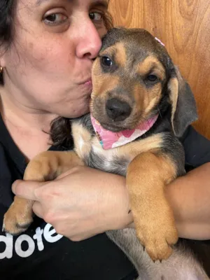 Cachorro raça SRD-ViraLata idade 2 a 6 meses nome Mariangela