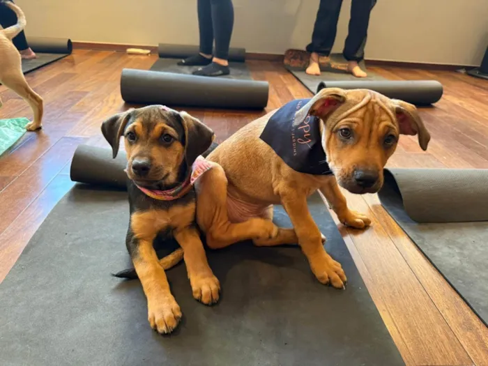 Cachorro ra a SRD-ViraLata idade 2 a 6 meses nome Mariangela