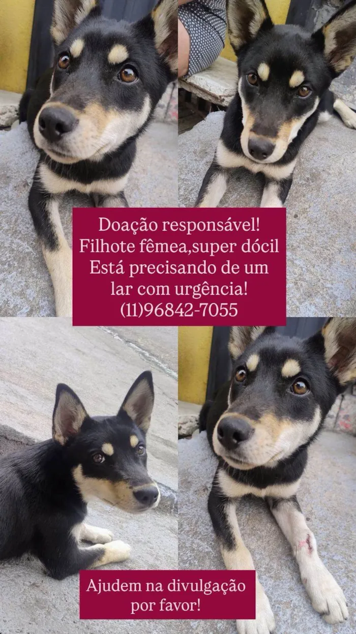 Cachorro ra a SRD-ViraLata idade 2 a 6 meses nome Pandora