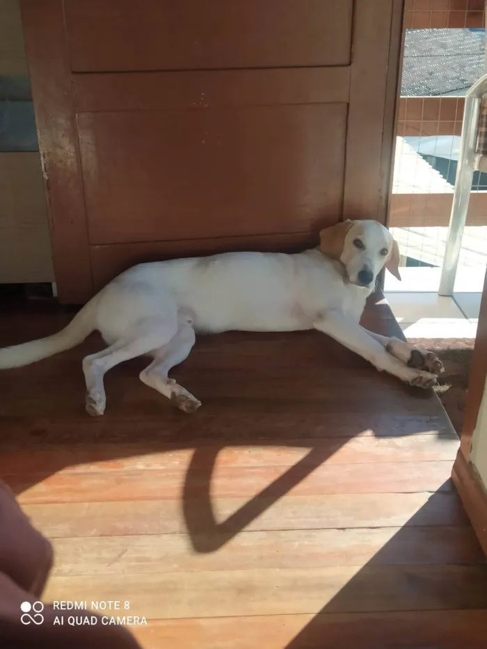 Cachorro ra a SRD-ViraLata idade 3 anos nome Leitinho 