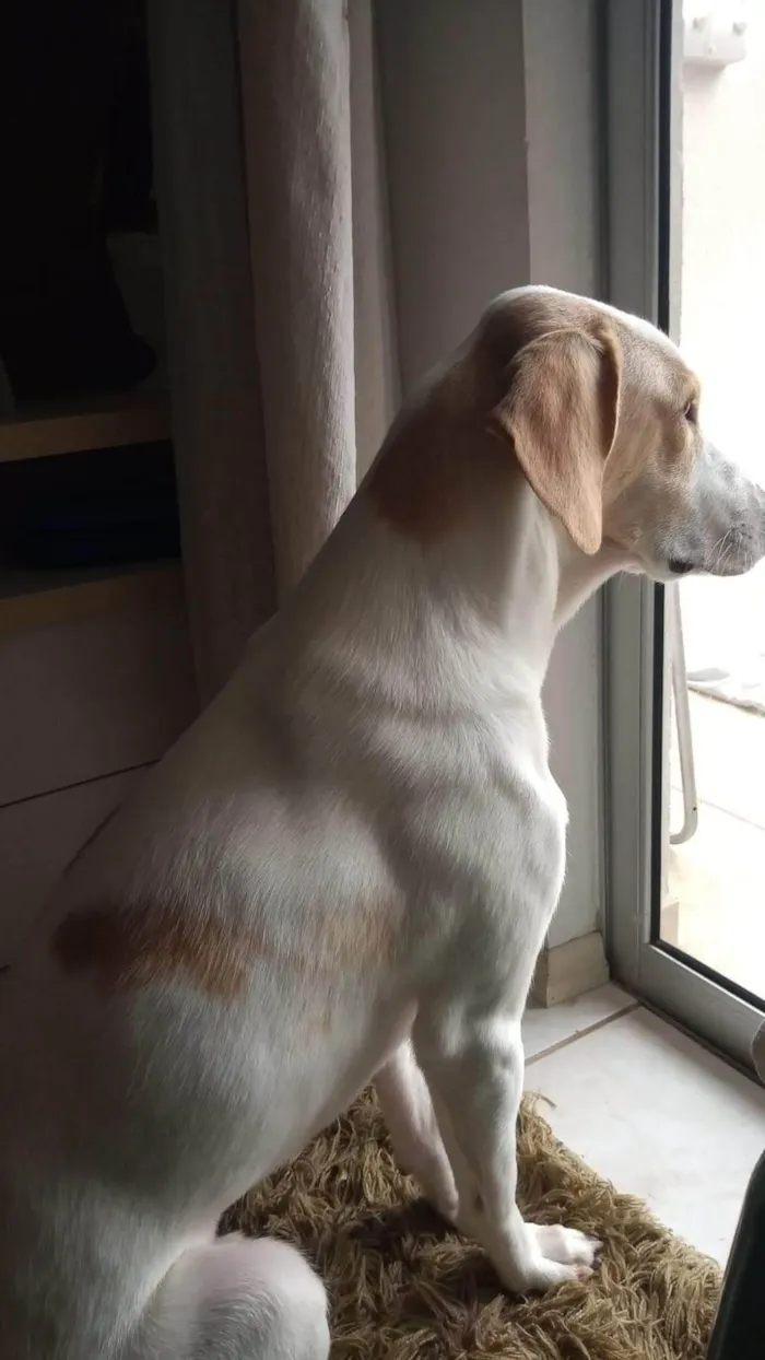 Cachorro ra a SRD-ViraLata idade 3 anos nome Leitinho 