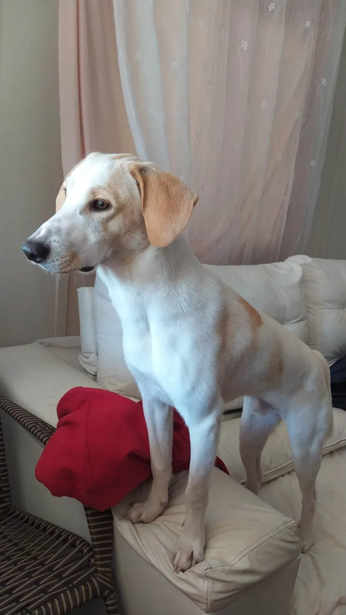 Cachorro ra a SRD-ViraLata idade 3 anos nome Leitinho 
