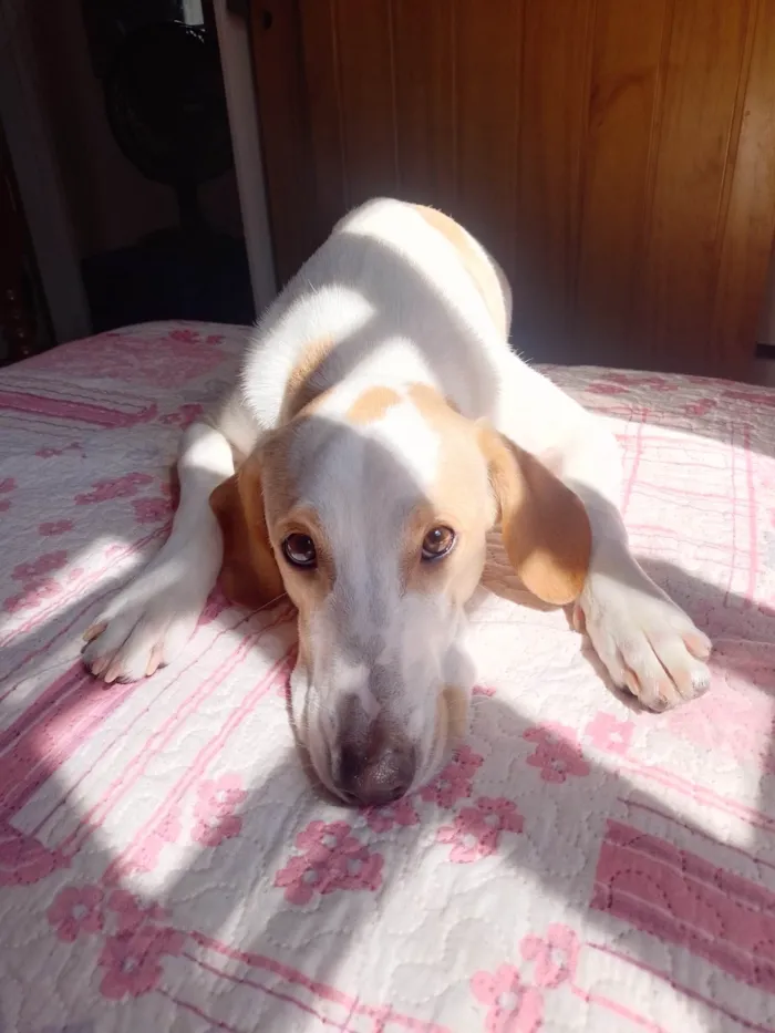Cachorro ra a SRD-ViraLata idade 3 anos nome Leitinho 