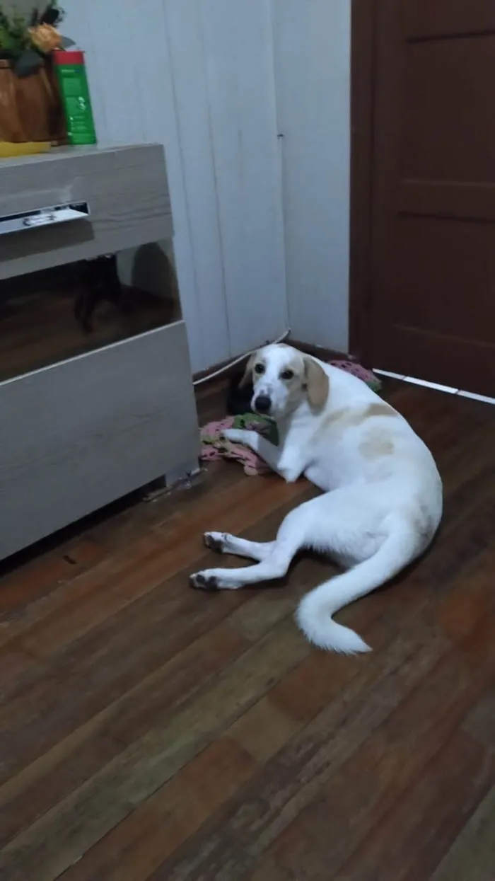 Cachorro ra a SRD-ViraLata idade 3 anos nome Leitinho 