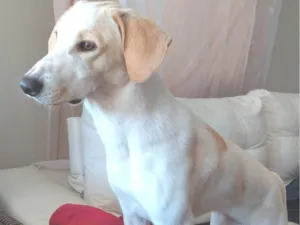 Cachorro raça SRD-ViraLata idade 3 anos nome Leitinho 